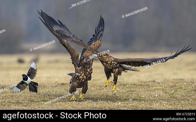 Two young white-tailed eagles (Haliaeetus albicilla) quarreling in flight, departing magpie, Kutno, Poland, Europe