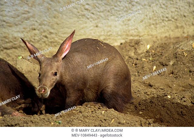 Aardvark - in sand wallow (Orycteropus afer). Africa