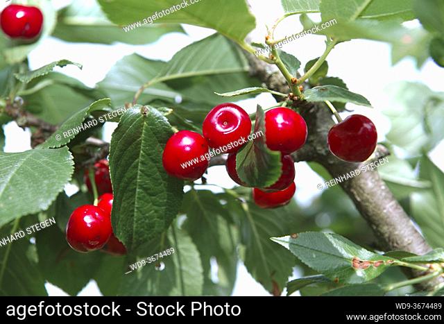 cherries on tree, red cherry