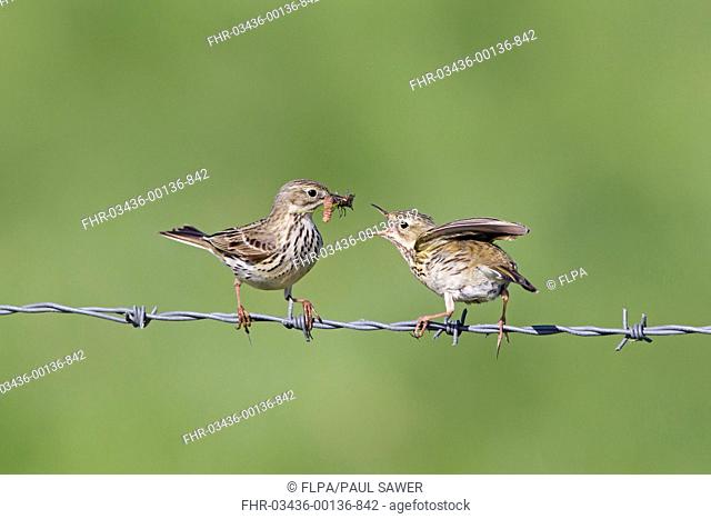 Meadow Pipit Anthus pratensis adult pair, male feeding insects to female, perched on barbed wire fence, Suffolk, England, may