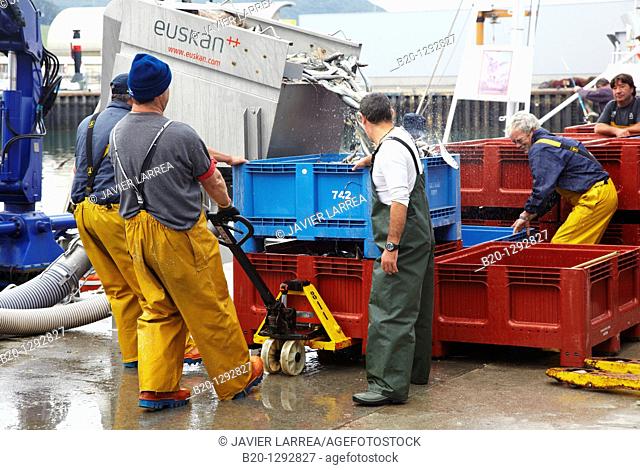 Unloading fish from boat at port with a suction pump, Santoña, Cantabria, Spain