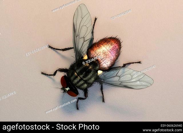 Artistic 3D illustration of a housefly
