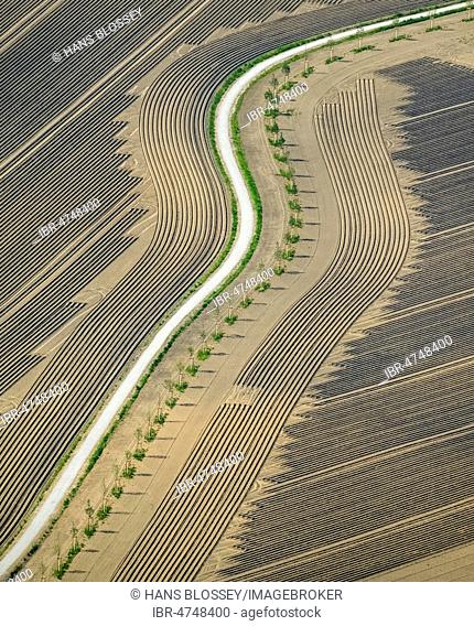 Harvested field with furrows and field path, graphic, near Herne, Ruhr Area, North Rhine-Westphalia, Germany