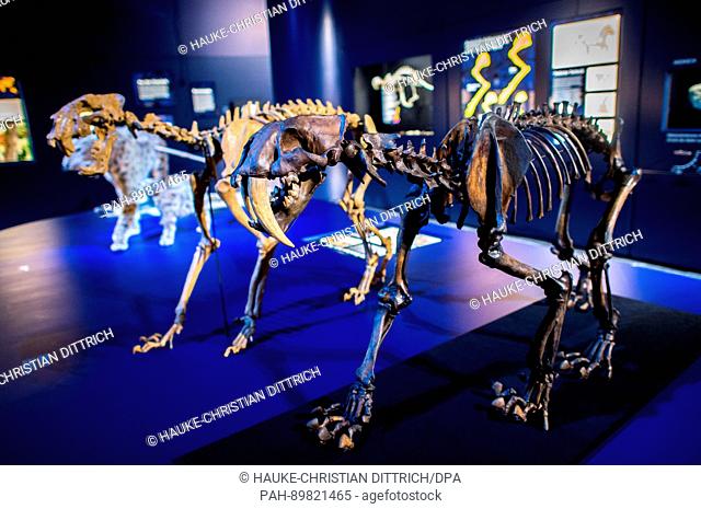 Models of the skeletons of the sabre toothed tigers Homotherium latidens (L) and Smilodon fatalis (R) on display as part of a special exhibition entitled 'The...