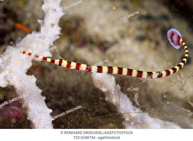 Banded Pipefish, Doryrhamphus dactyliophorus, Tufi, Solomon Sea, Papua New Guinea