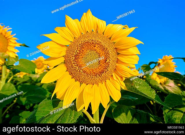 Sunflower on the Background of a Blue Sky