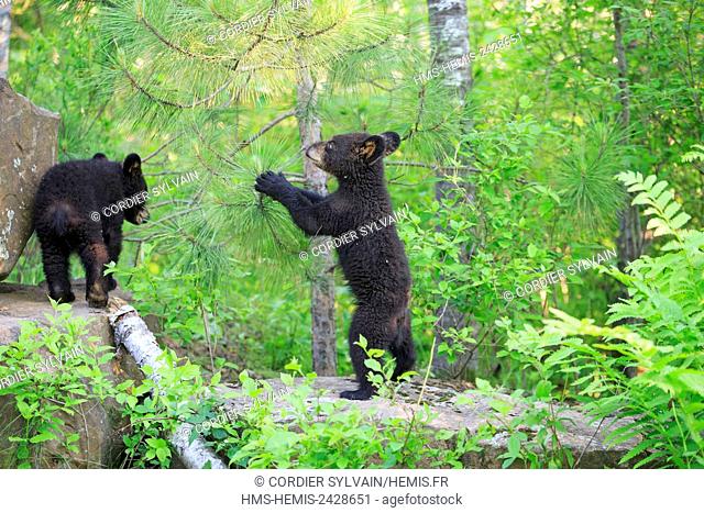 United States, Minnesota, Black bear(Ursus americanus), youngs in a tree