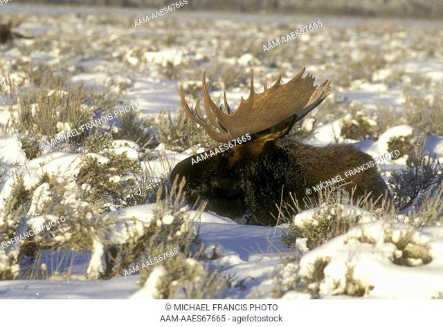 Moose (A. alces shirasi) Bull lying in snowy Sagebrush, Grand Teton NP, Wyoming