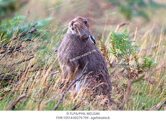Mountain Hare Lepus timidus adult, feeding on grass seeds, sitting amongst burnt heather and bracken on moorland, Lammermuir Hills, Scottish Borders, Scotland