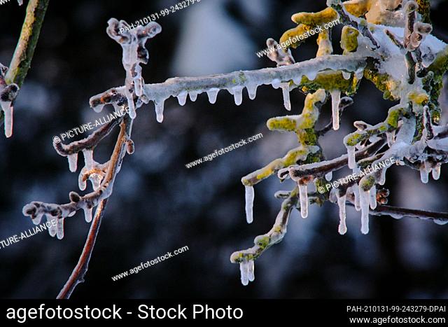 31 January 2021, Lower Saxony, Brunswick: The strong morning sun makes icicles hanging from branches of a walnut tree covered in a layer of egg glow against the...