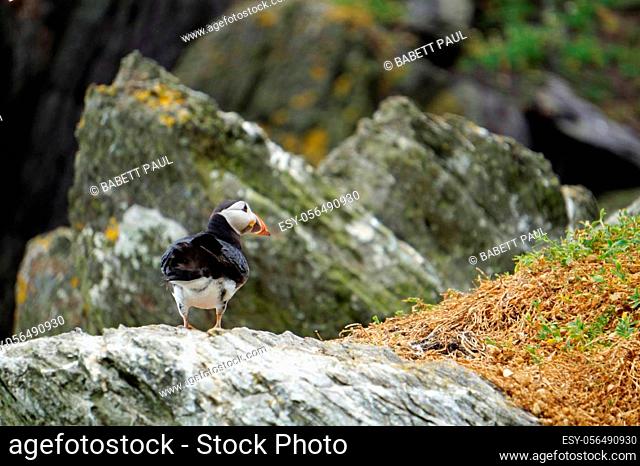 puffins at the Skellig islands