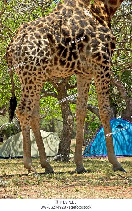 giraffe Giraffa camelopardalis, on campsite, South Africa, Kwazulu-Natal, Ndumo Game Reserve
