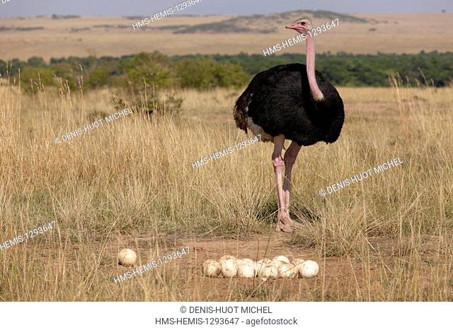 Kenya, Masai Mara national reserve, ostrich (Struthio camelus), mâle et nid