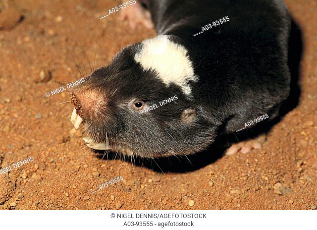 Damaraland Mole Rat (Cryptomys damarensis). Northern Cape, South Africa