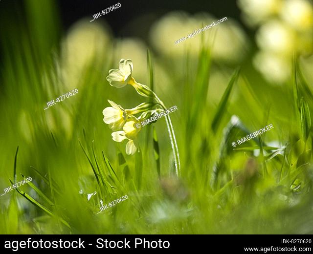 Echte Schlüsselblume (Primula veris), Nationalpark Gesäuse, Steiermark, Österreich