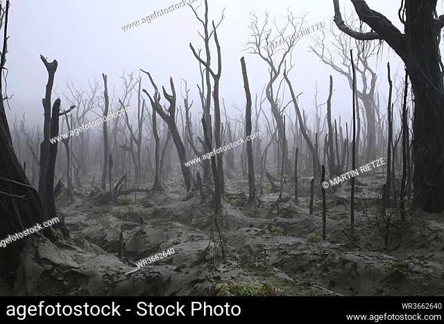 South Pacific, Vanuatu Island, Ambae, Lava of Aoba volcano destroys forest
