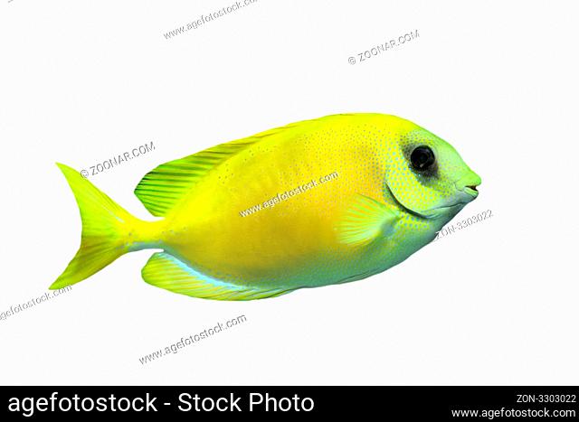 Coral rabbitfish (siganus corallinus) in front of white background