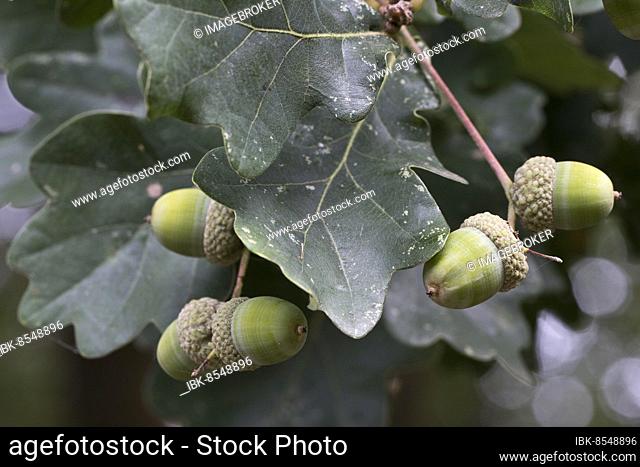 English oak (Quercus robur), Emsland, Lower Saxony, Germany, Europe