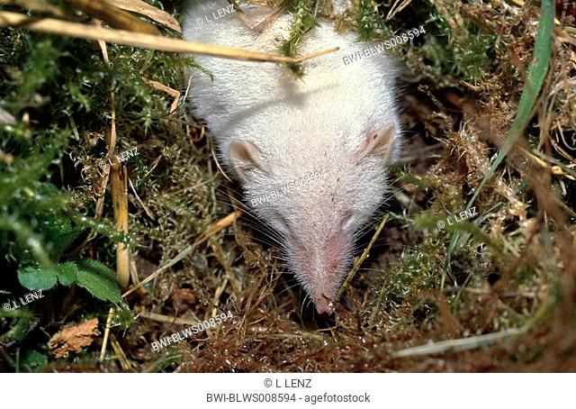 bicoloured white-toothed shrew Crocidura leucodon, albino