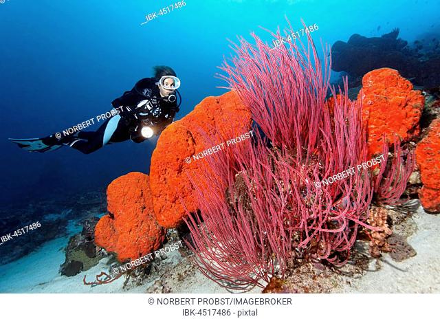 Diver is looking at the Orange elephant ear sponge (Agelas clathrodes) and the Red whip coral (Ellisella ceratophyta), Raja Ampat, Papua Barat, West Papua