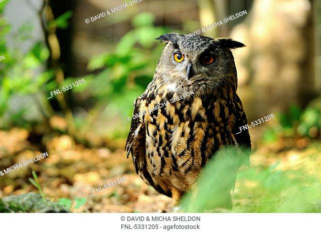 Eurasian Eagle-Owl Bubo bubo in the NP Bavarian Forest, Germany