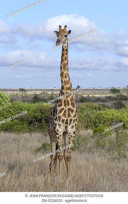 South African giraffe (Giraffa camelopardalis giraffa), adult male standing in the dry grassland, Kruger National Park, South Africa, Africa