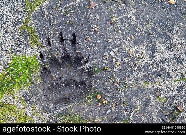 Old World Badger (Meles meles), footprint in sand. Germany