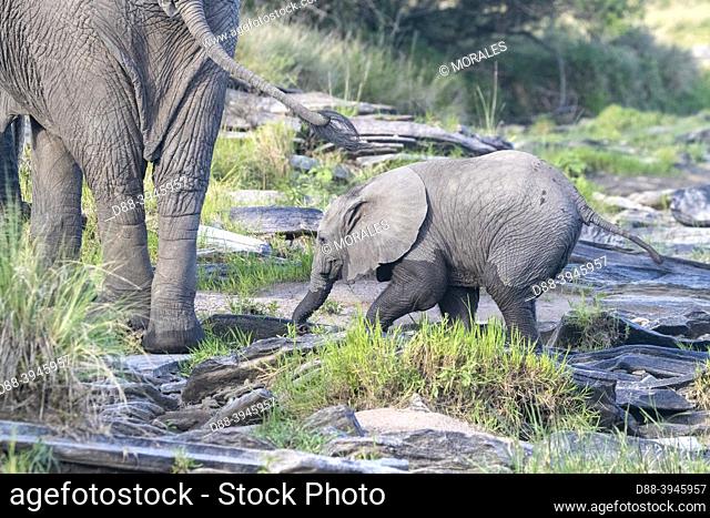 Africa, East Africa, Kenya, Masai Mara National Reserve, National Park, African Savannah Elephant or Savannah Elephant (Loxodonta africana)
