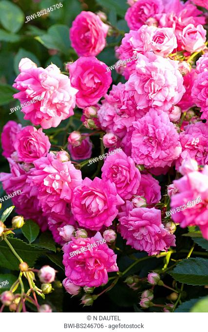 ornamental rose Rosa 'Minnehaha', Rosa Minnehaha, cultivar Minnehaha