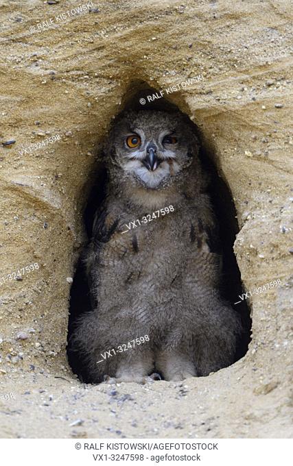 Eurasian Eagle Owl / Europaeischer Uhu ( Bubo bubo ), chick, standing in the entrance of its nest burrow, looks funny, wildlife, Europe