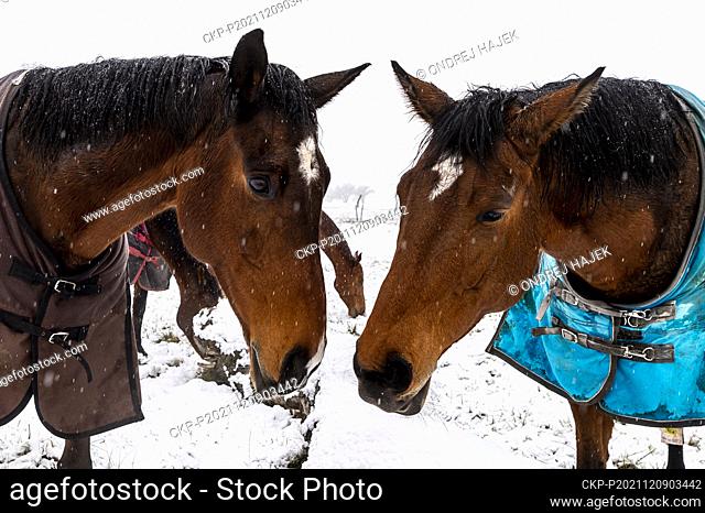Grazing horses during snowfall on a pasture near Cerniv Village, Litomerice District, Czech Republic, on December 9, 2021. (CTK Photo/Ondrej Hajek)