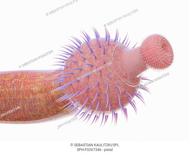 Ottoia marine worm, computer illustration