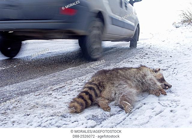 France, Alsace. Raccoon or racoon Procyon lotor, crushed on the roadside