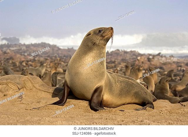South African fur seal - on the beach / Arctocephalus pusillus