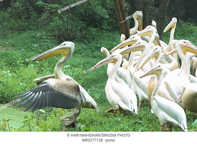 Water birds , flock of white Pelicans Pelecanidae Pelecanus onocrotalus near pond in Guwahati zoo , Assam, India