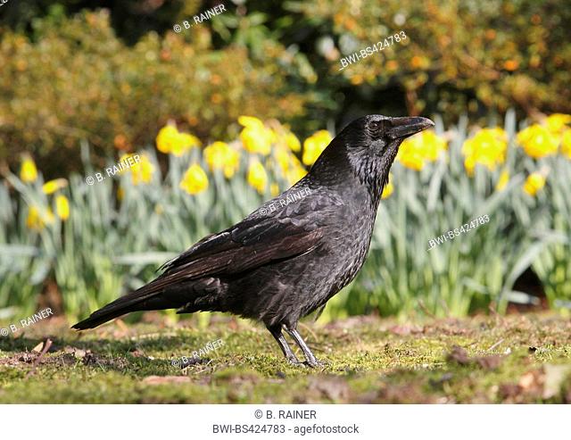 Carrion crow (Corvus corone, Corvus corone corone), in a park, side view, Germany