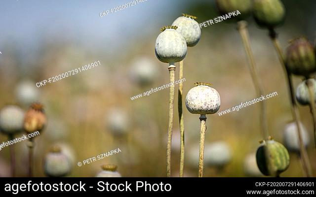 Opium poppy (Papaver somniferum) field in Sedlistka near Svitavy, Czech Republic, June 28, 2020. (CTK Photo/Petr Sznapka)