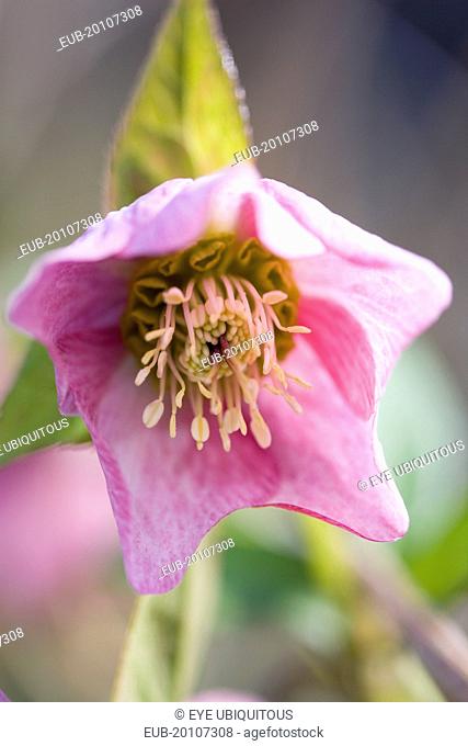 Helleborus orientalis Pink flowering hybrid Lenten rose