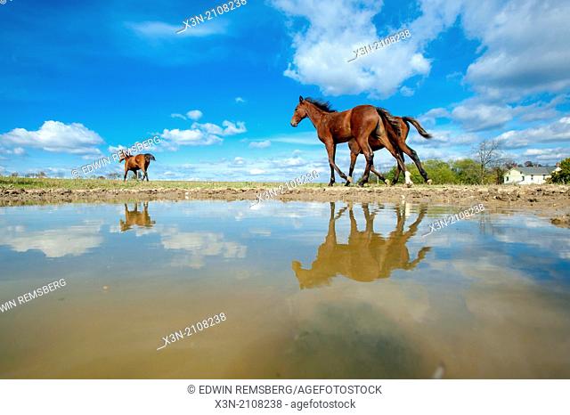 Standardbred horses walking near a pool of water