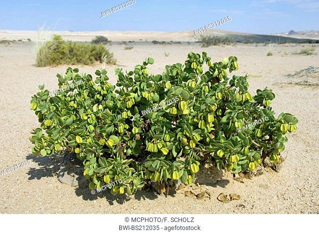 Dollar bush (Zygophyllum stapfii), in the desert, Namibia, Namib Naukluft National Park