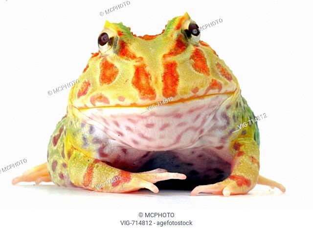 argentine horned frog, pacman frog, nightcrawler, night crawler, ornate horned frog, ornate horned toad, escuerzo (Ceratophrys ornata), portrait  - 10/04/2005