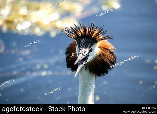 close up of grebe protecting her nest in Groene Hart, Holland