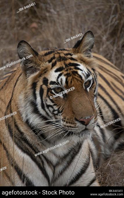 Bengal tiger (Panthera tigris tigris) adult animal portrait, Bandhavgarh, Madhya Pradesh, India, Asia