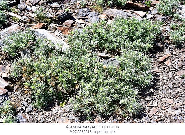 Cardo azul (Eryngium glaciale) is a spiny perennial plant endemic to Sierra Nevada. This photo wsa taken in Sierra Nevada National Park, Granada province