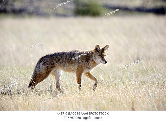 Adult coyote Canis latrans stalking prey in high grass  Jasper National Park, Rocky Mountains, Alberta, Canada