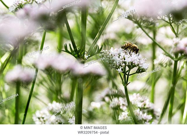A honeybee collecting pollen from open white flowers in the wild, cow parsley and hogweed in summer in a meadow