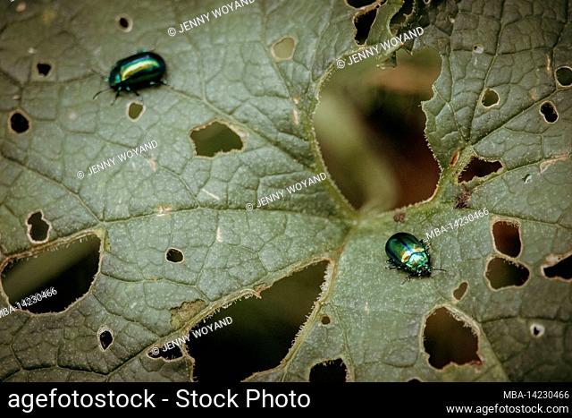 Magnificent leaf bug, dead-nettle leaf beetle, Chrysolina fastuosa, summer, Mellau, Vorarlberg, Austria, Europe