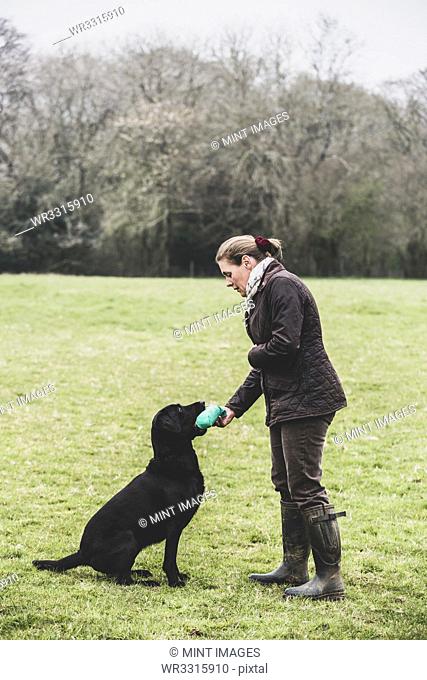 Woman standing outdoors in a field giving a green toy to Black Labrador dog