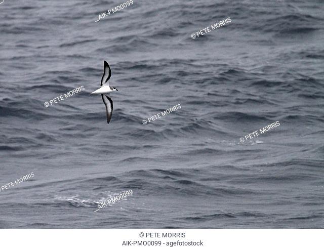 Black-winged Petrel (Pterodroma nigripennis) flying over the pacific ocean