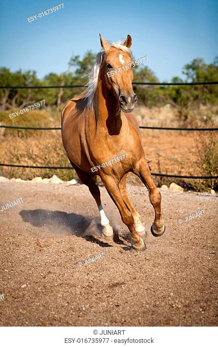 beautiful blond cruzado horse outside horse ranch nature